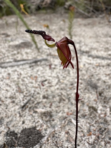 Flying Duck Orchid (Caleana nigrita)