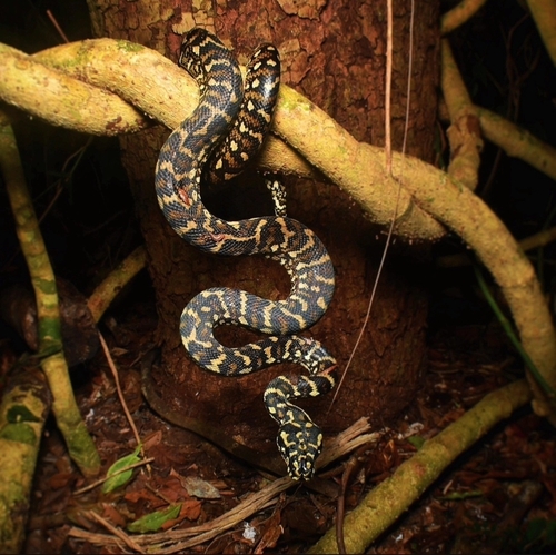 Jungle Carpet Python sighting