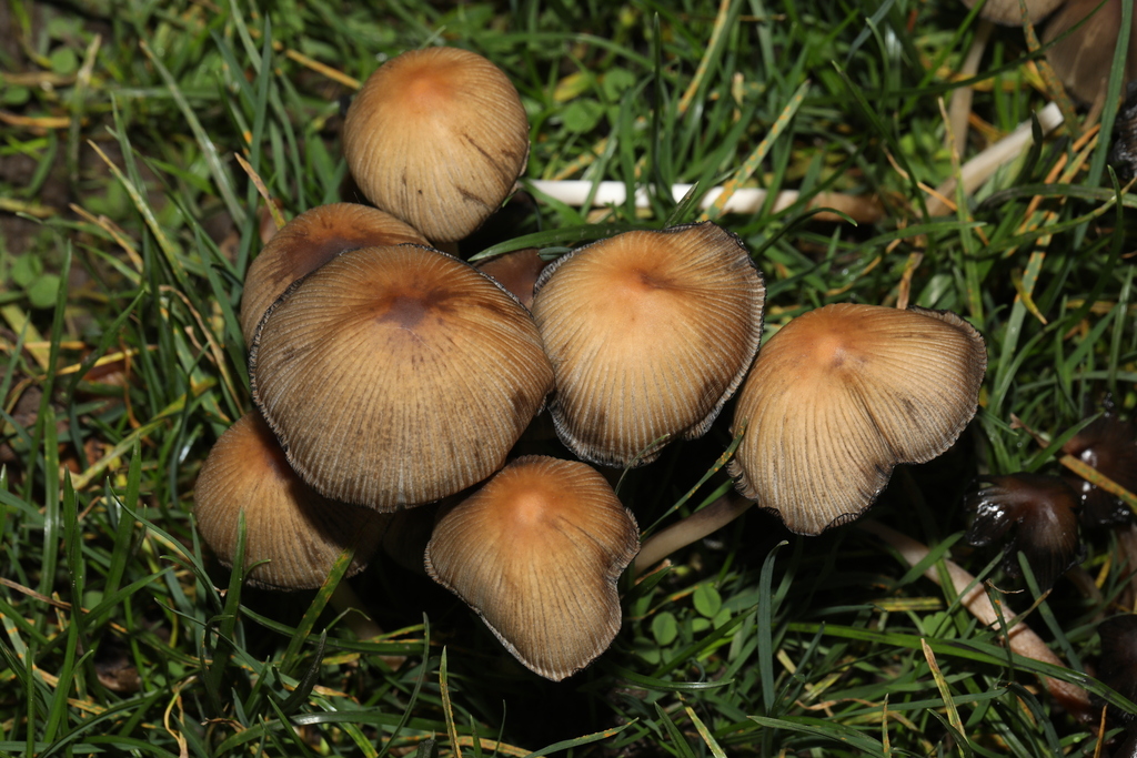 Micacei · November 2025 · photo: © steve_mcwilliam (iNaturalist, cc0)
