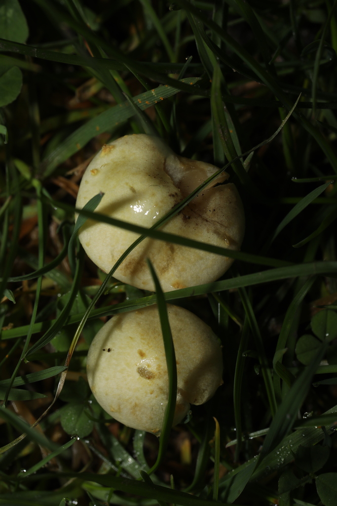 Pholiota gummosa · November 2025 · photo: © steve_mcwilliam (iNaturalist, cc0)