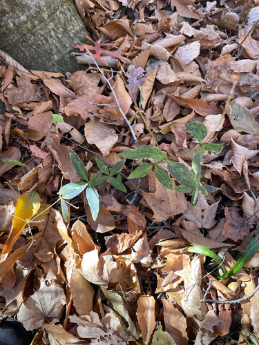 Torrey's Wild Licorice (Galium lanceolatum)
