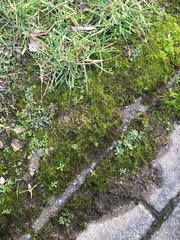 Draba verna