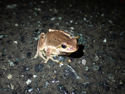 Pacific Tree Frog