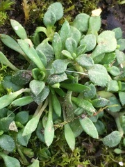 Draba verna