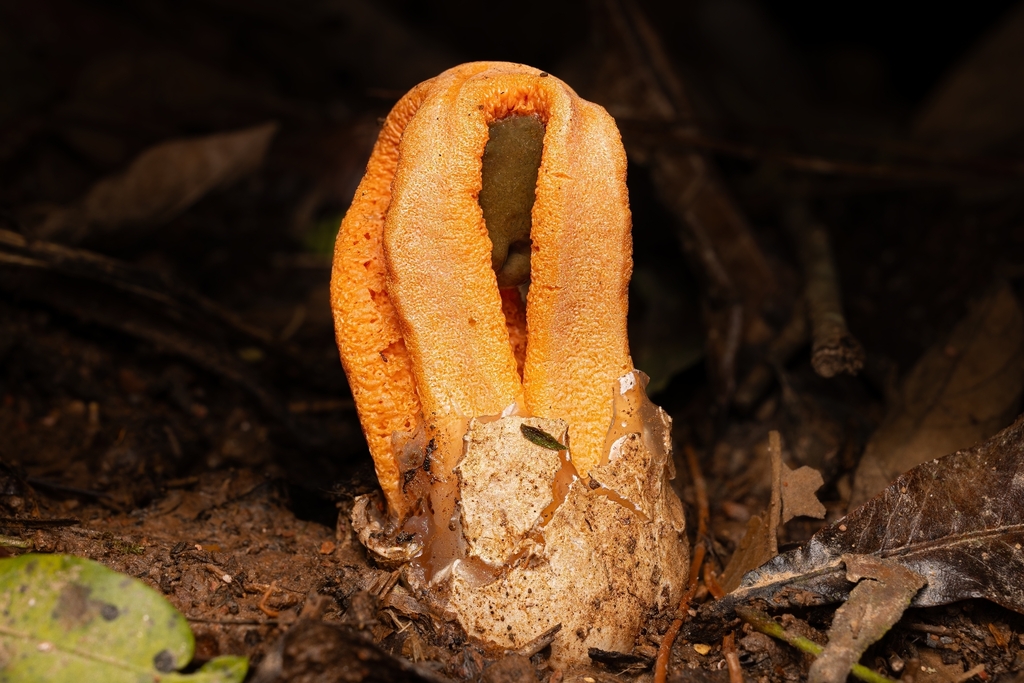 Clathrus columnatus · November 2025 · photo: © paulomascaretti (iNaturalist, cc-by)