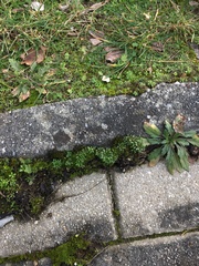 Draba verna