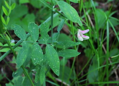 Lathyrus palustris pilosus