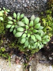 Draba verna