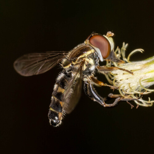 Unknown species found near Hillsboro, OR, USA