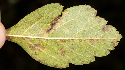 Unknown species found near Hillsboro, OR, USA