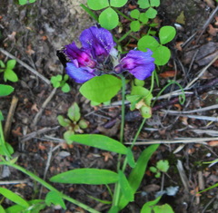 Lathyrus palustris pilosus