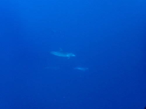 Tursiops truncatus