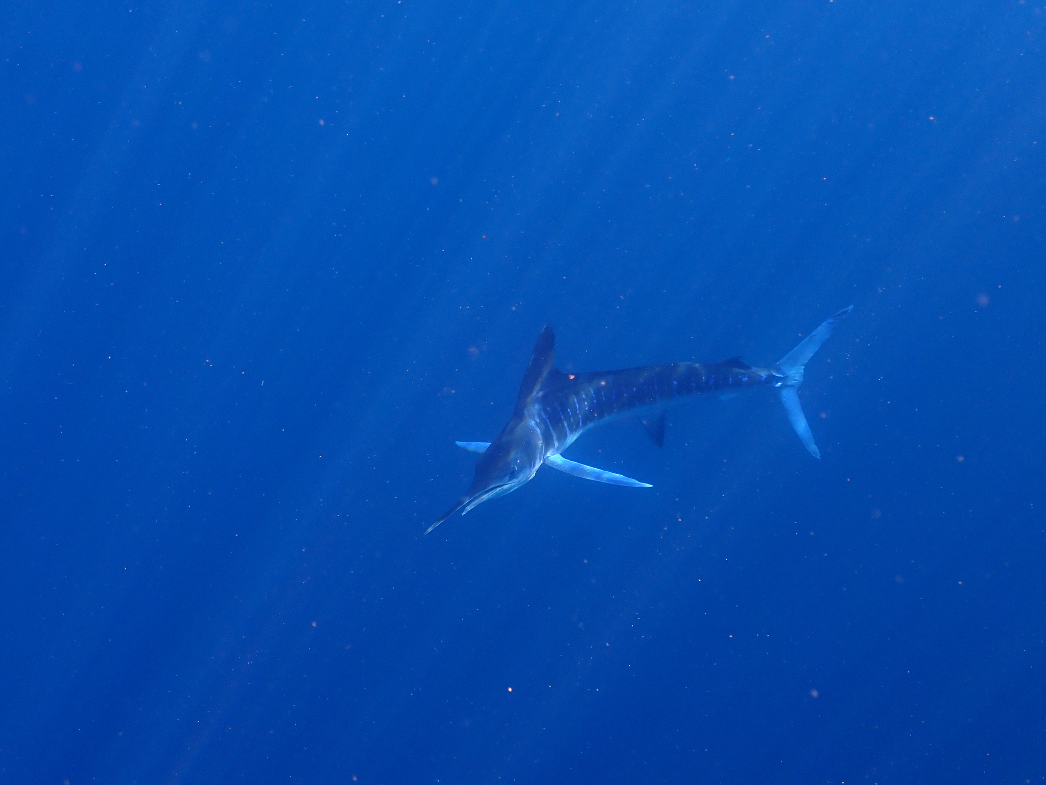 Striped marlin (placeholder photo)