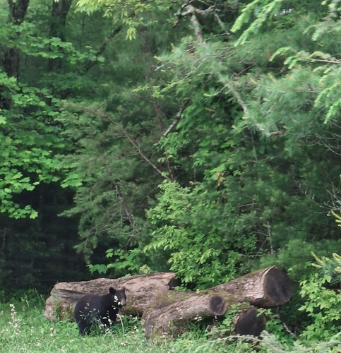 American Black Bear photographed in Alabama