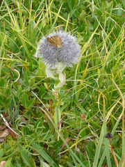 Seseli condensatum