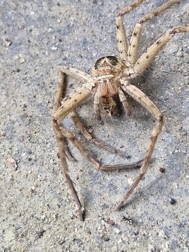 Pantropical Huntsman Spider