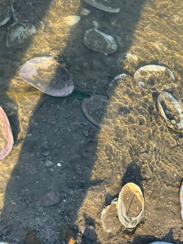 Pink Heelsplitter