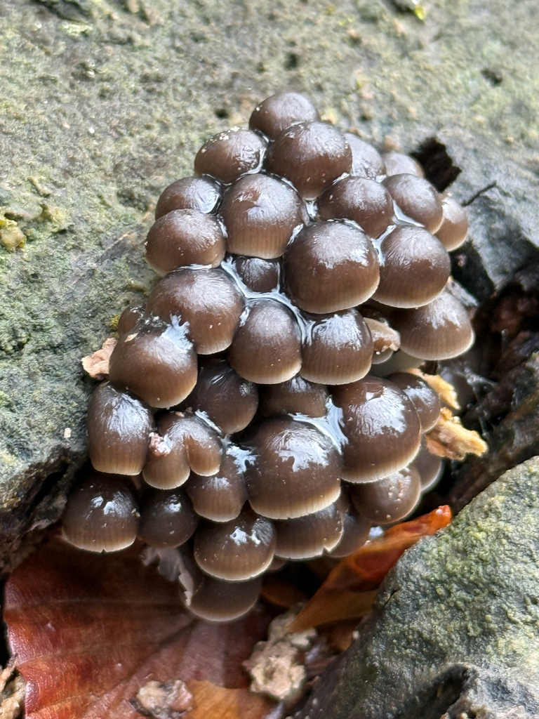 Mycena tintinnabulum · November 2025 · photo: © chimpers (iNaturalist, cc0)