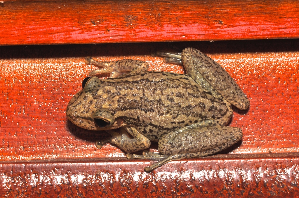 Moyobamba Snouted Treefrog