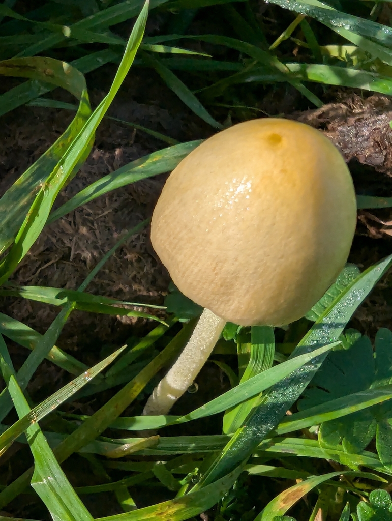 Bolbitius titubans · November 2025 · photo: © pilmar (iNaturalist, cc0)