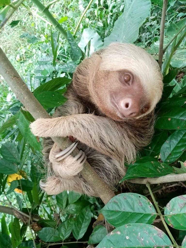 Hoffmann's Two-toed Sloth from Apartadó, Antioquia, Colombia on ...