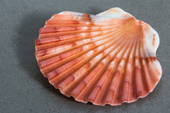 Pecten