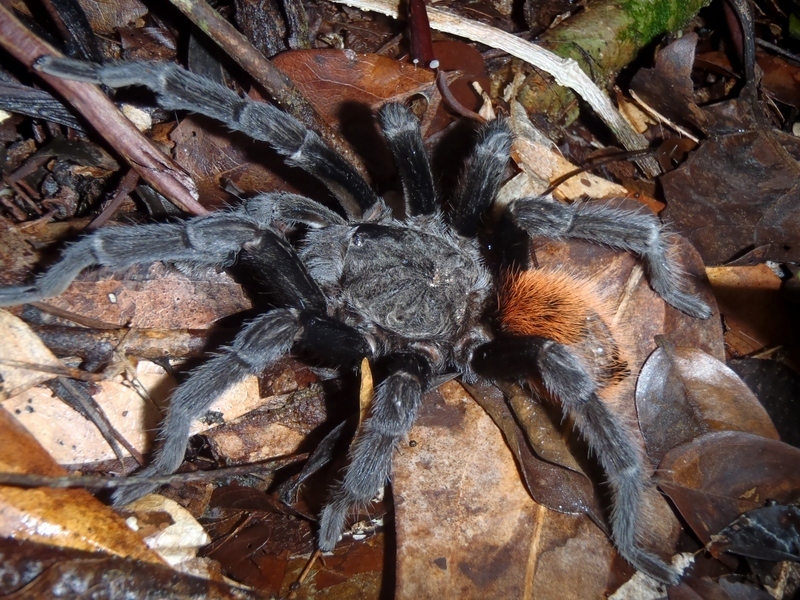 Tarántulas Cadera Roja (género Tliltocatl) · iNaturalist