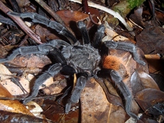 Tliltocatl epicureanus