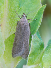 Acompsia cinerella