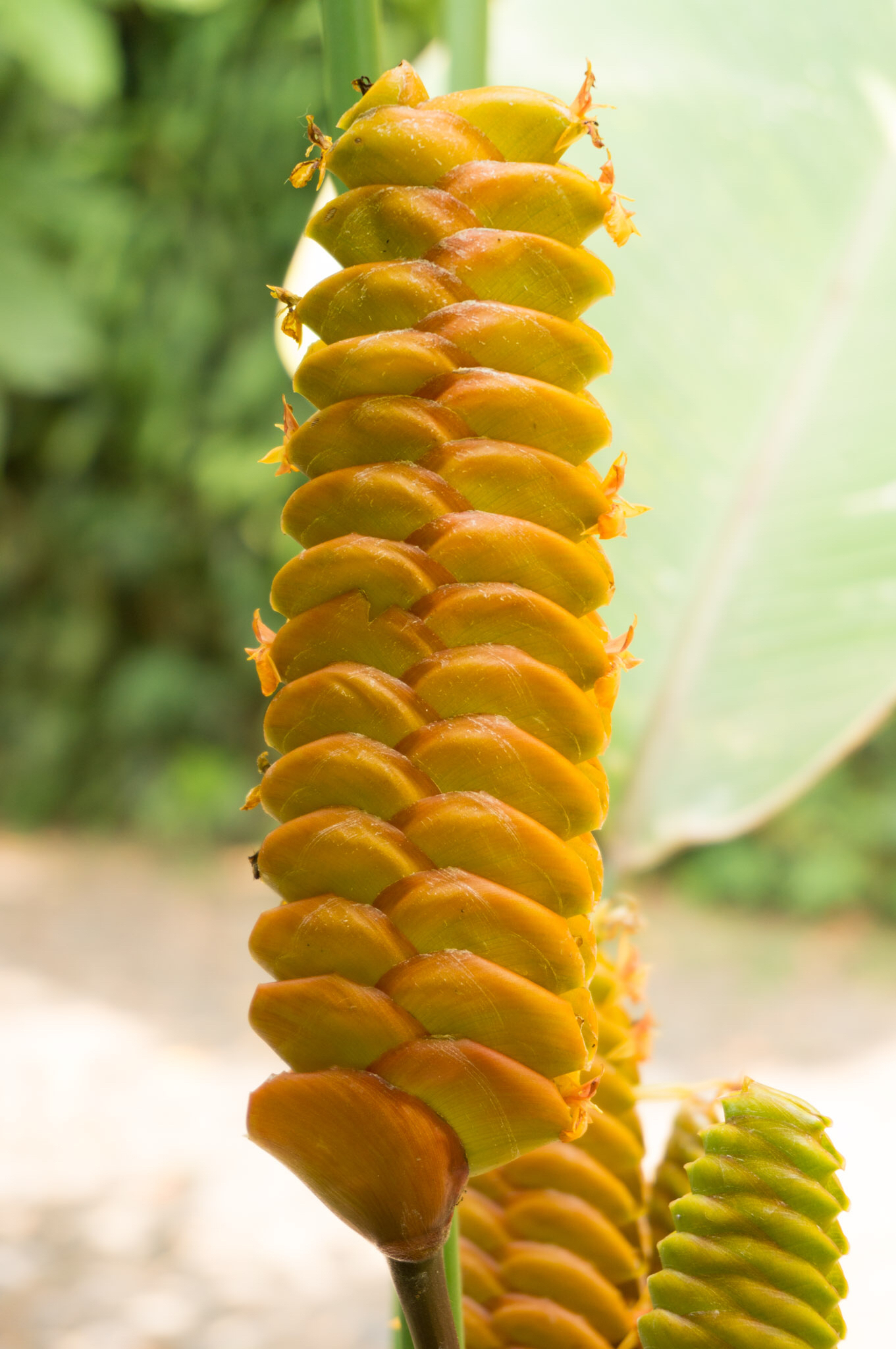 Calathea