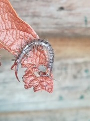 Scolopendra viridis
