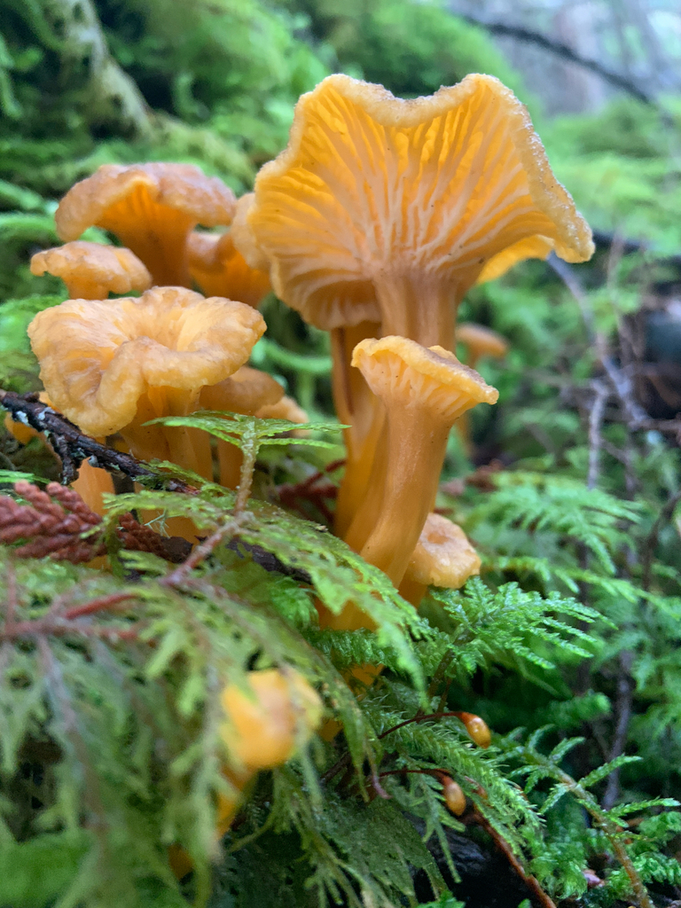 Craterellus tubaeformis · November 2025 · photo: © birdspaz (iNaturalist, cc-by-sa)