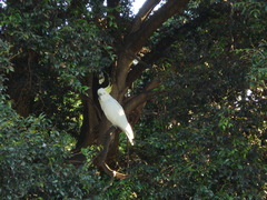 Cacatua galerita