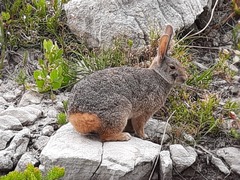 Pronolagus