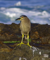 Nycticorax nycticorax