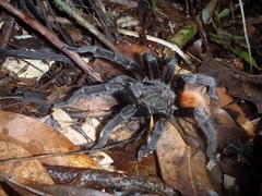 Tliltocatl epicureanus