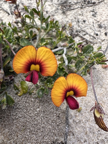 Granny Bonnets (Isotropis cuneifolia)