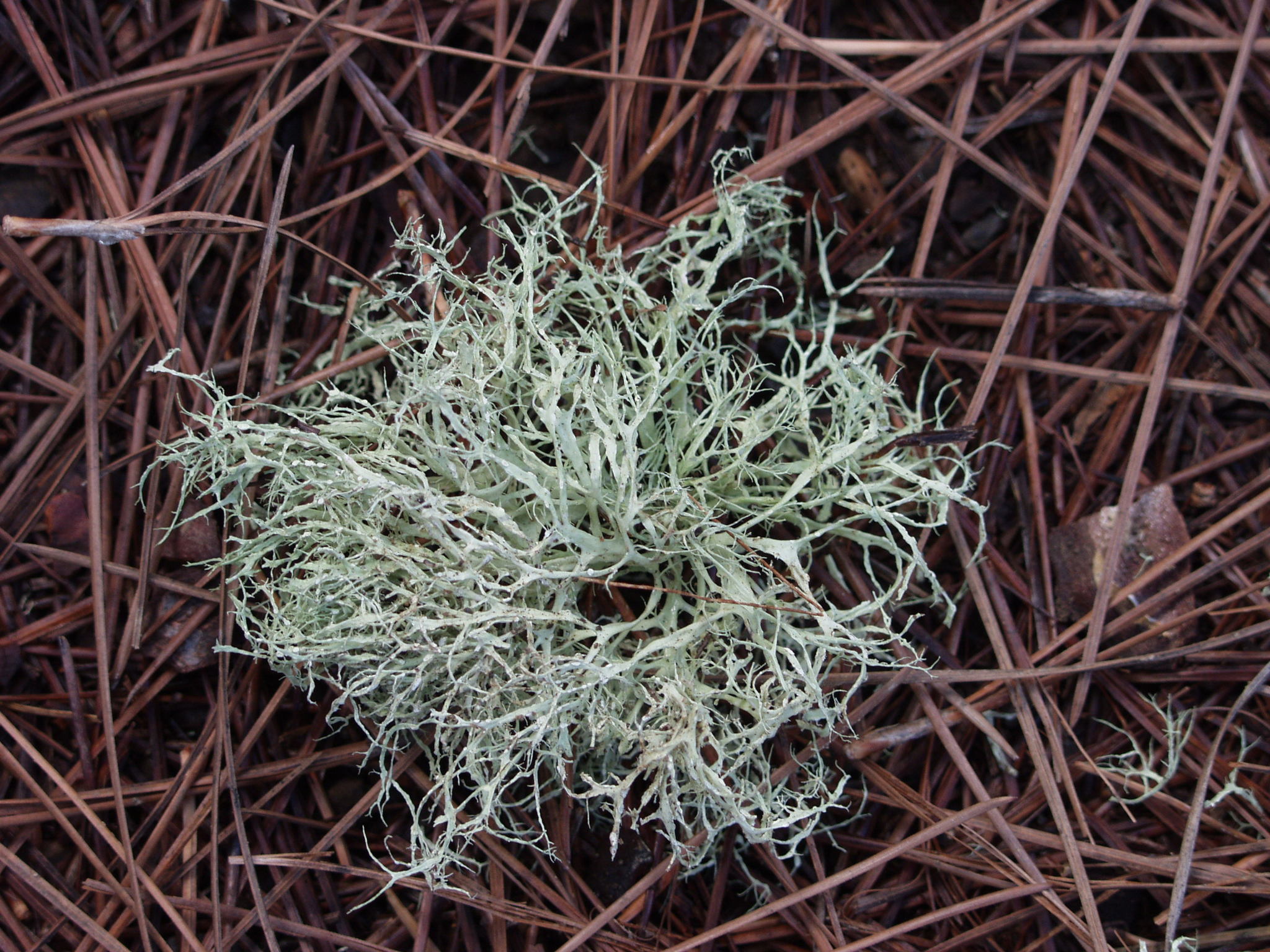 Ramalina farinacea