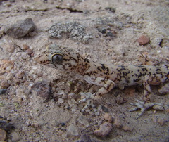 Phyllodactylus gerrhopygus