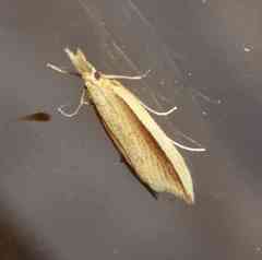 Donacaula albicostellus