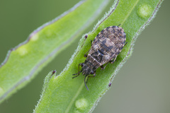 Nithecus jacobaeae