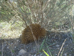 Tachyglossus aculeatus multiaculeatus