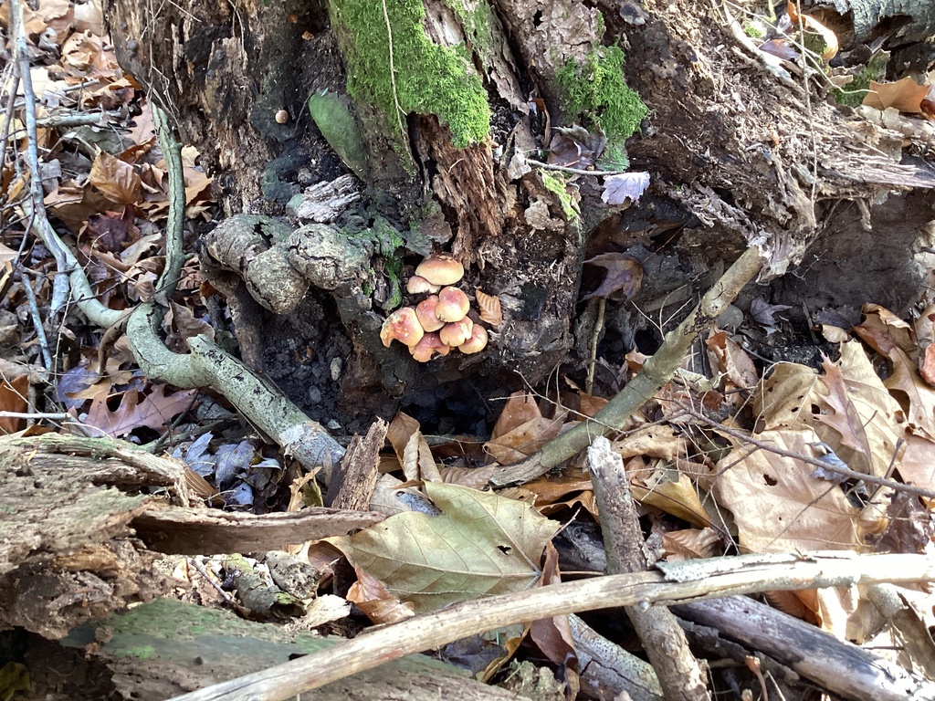 Hypholoma lateritium · November 2025 · photo: © jillone (iNaturalist, cc0)