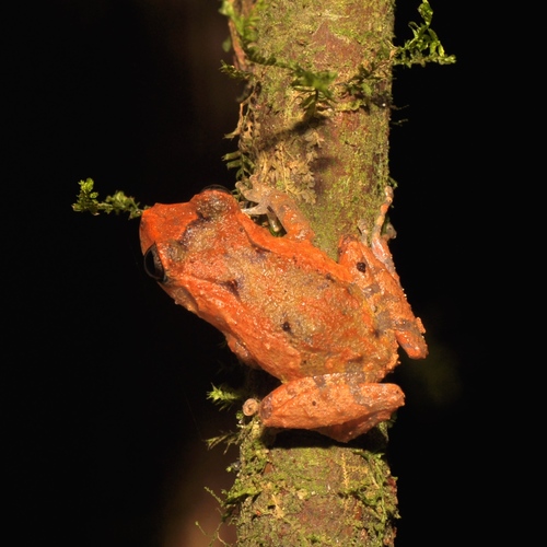Walker's Robber Frog, Pristimantis walkeri