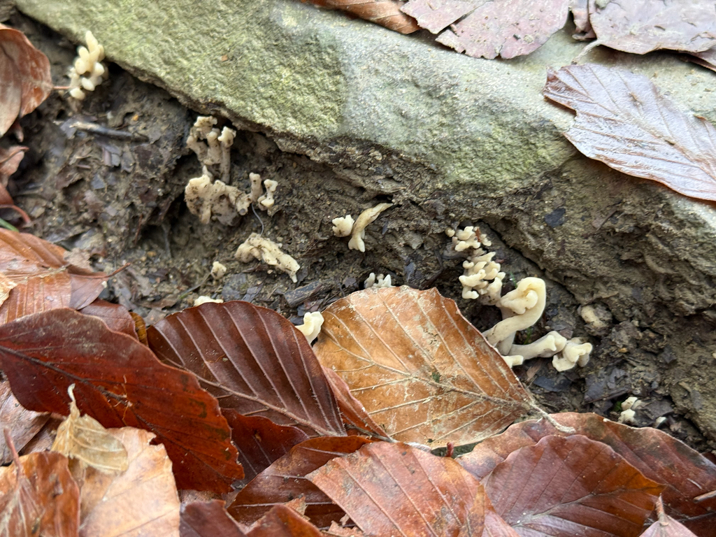 Clavulina rugosa · November 2025 · photo: © chimpers (iNaturalist, cc0)