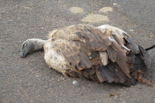 White-backed Vulture