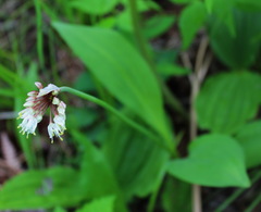 Allium ochotense