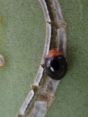 Exochomus nigripennis