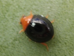 Exochomus nigripennis