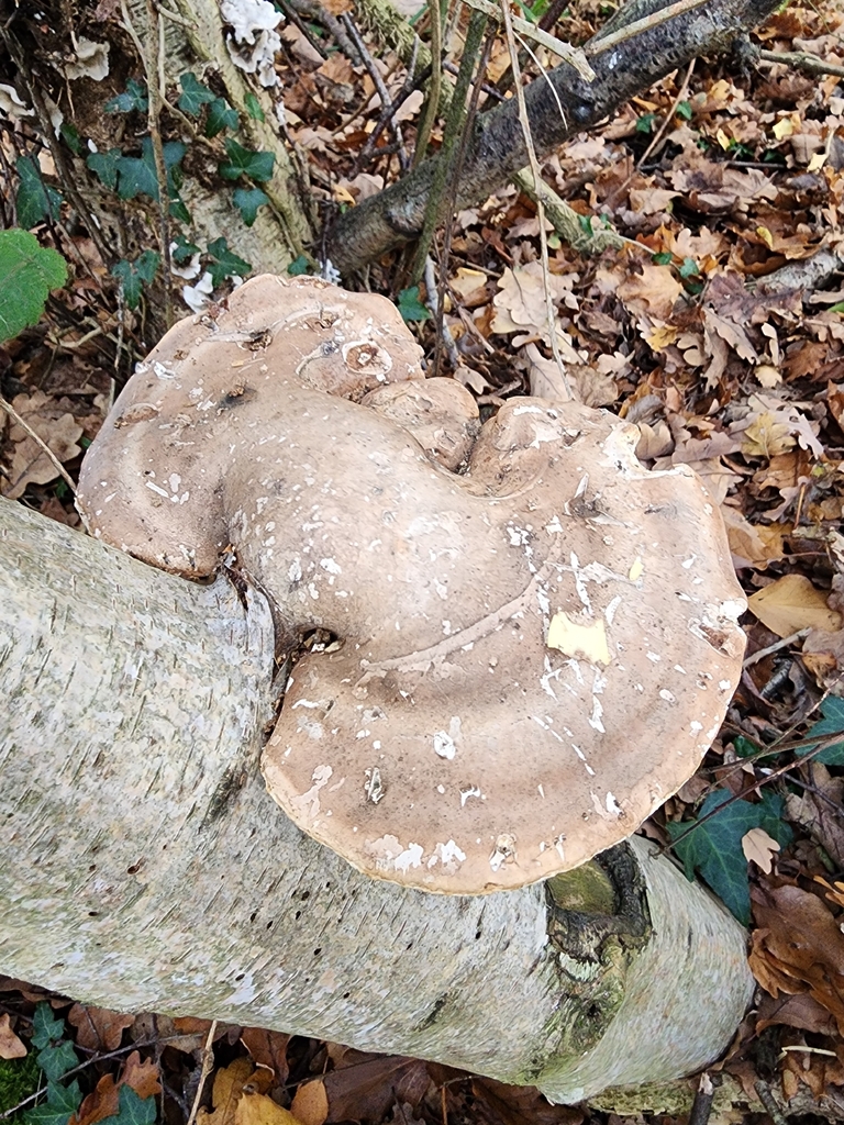 Fomitopsis betulina · November 2025 · photo: © dave_r_clark (iNaturalist, cc-by)